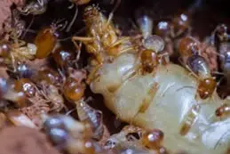 القضاء علي النمل الابيض