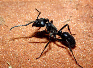 مكافحة النمل
