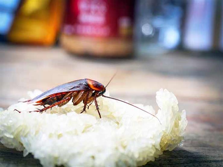 Cockroach Control in uae