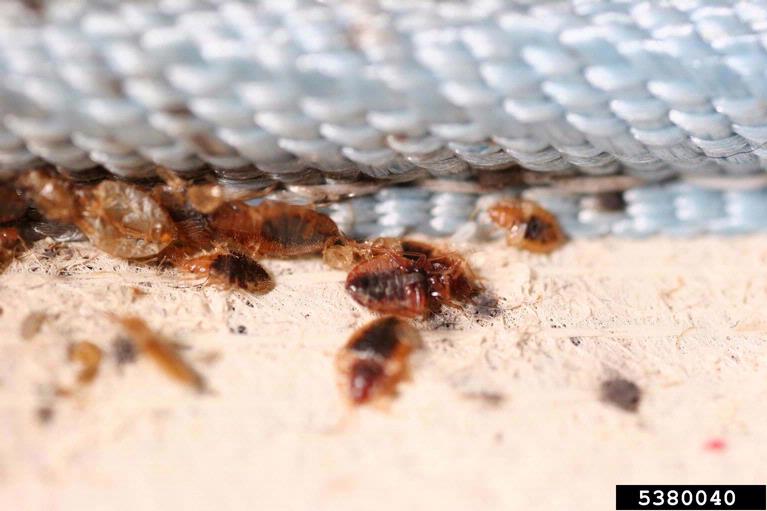 bed bugs