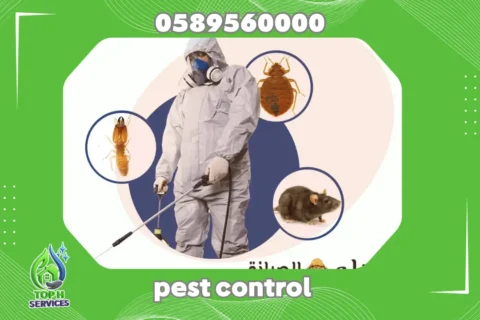 Cockroach Control in Abu Dhabi